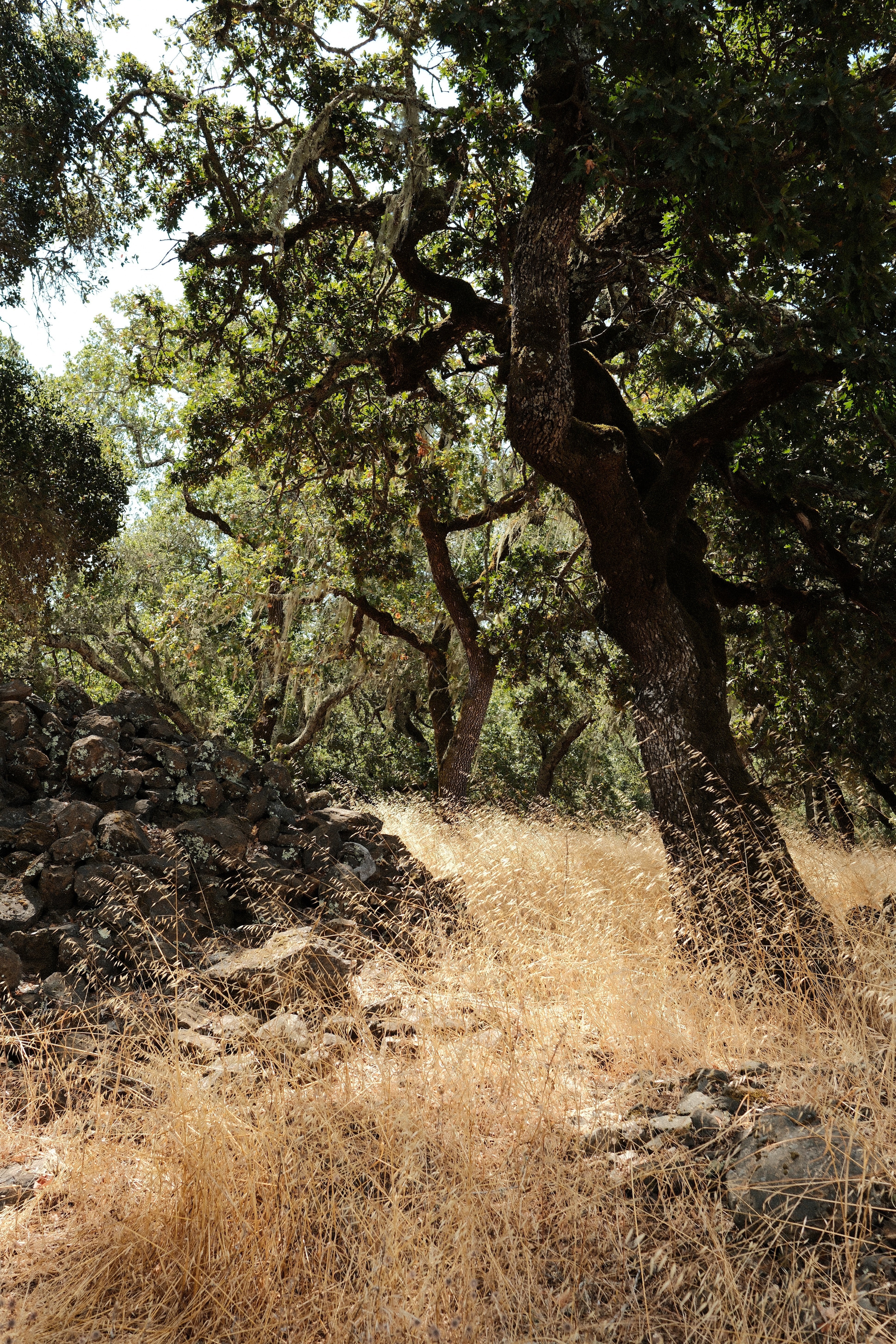 Grapes & Rocks