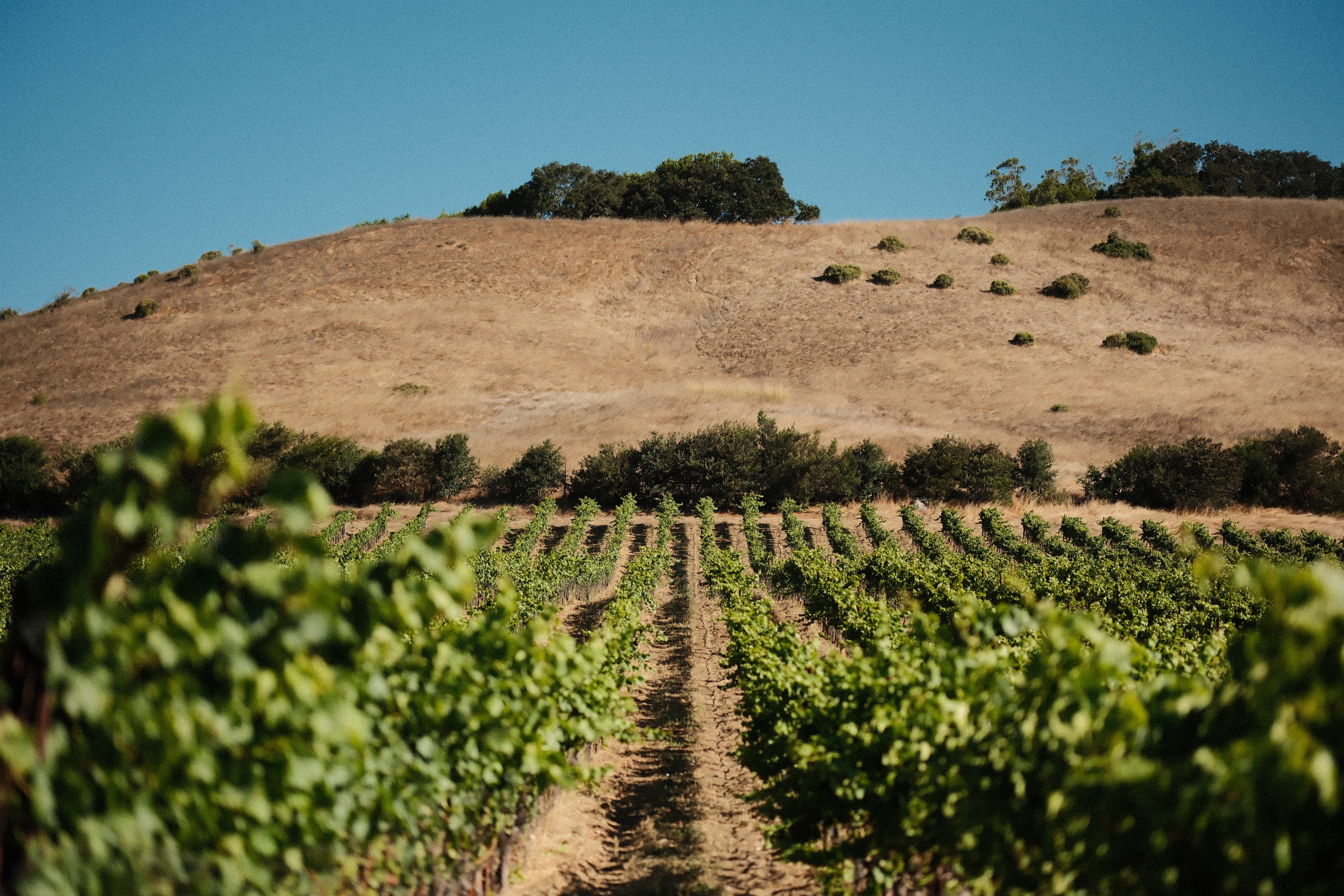 Vineyard with rows of grapevines on a hillside under a clear blue sky.